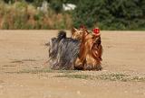 YORKSHIRE TERRIER 558